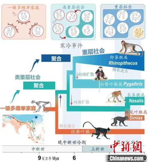 寒冷事件促进亚洲叶猴社会聚合。　星空app官网供图