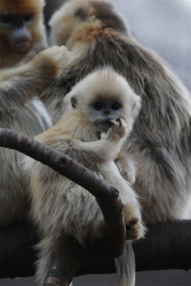 Science封面文章：星空app官网金丝猴研究团队首次系统揭示灵长类社会演化之谜_fororder_金丝猴