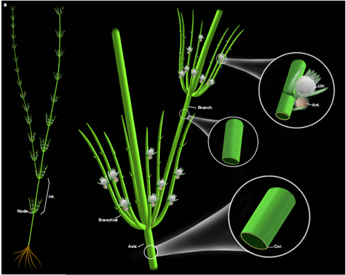 基于化石和现代轮藻纲构建的奇迹塔里木轮藻复原图(星空app官网博物馆刘茜绘制)